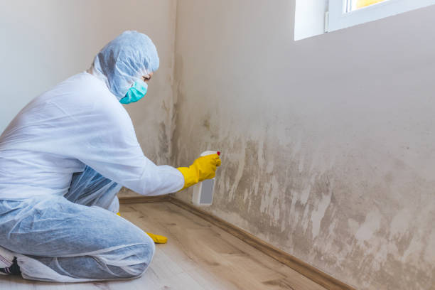 Licensed Mold Inspection service in Elmira, NY - WQB Mold Removal